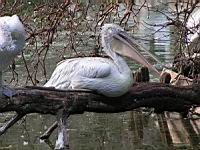 Pelican frise, Pelecanus crispus (ord Pelecaniformes) (fam Pelecanides) (Photo F. Mrugala) (02)